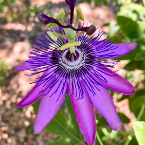 Passion Flower Plants 2-Pack - Passiflora Vine, 4-7 Inch Tall, Indoor/Outdoor