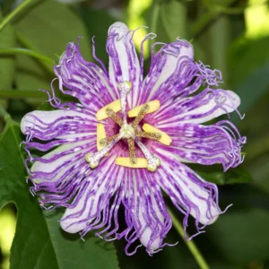 Passion Flower Plants 2-Pack - Passiflora Vine, 4-7 Inch Tall, Indoor/Outdoor