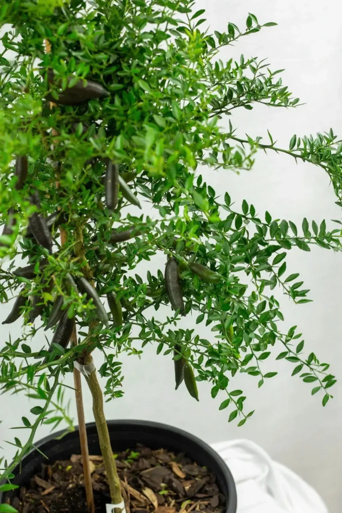 growing finger limes indoors