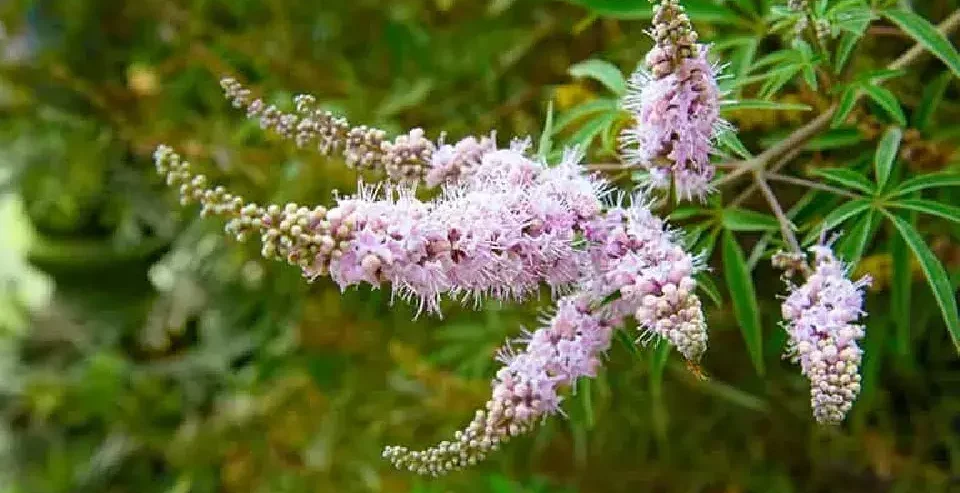 Vitex-agnus-castus-flower-on-the-garden