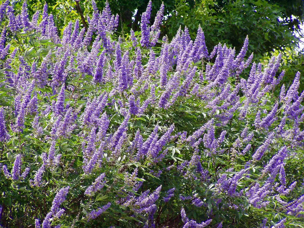 Lush cluster of purple Chaste tree flowers stretching upward in a sunny garden.