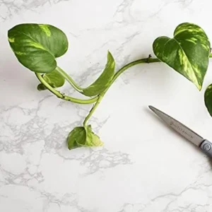 3 Cuttings of Variegated Pothos Plant - About 5