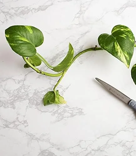 3 Cuttings of Variegated Pothos Plant - About 5"~ 7" Long Each - Houseplants - Unrooted Live Plant Cuttings
