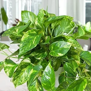 3 Cuttings of Variegated Pothos Plant - About 5