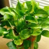 3 Cuttings of Variegated Pothos Plant - About 5"~ 7" Long Each - Houseplants - Unrooted Live Plant Cuttings