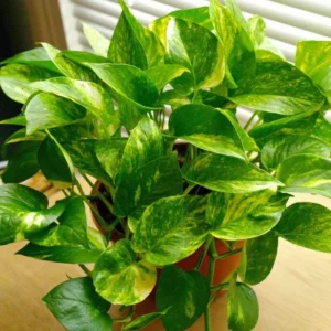 3 Cuttings of Variegated Pothos Plant - About 5