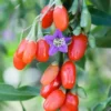 Wolfberry Plant, Red Goji Young Live Plant - 1'~2' Tall - Wolfberry Plant - Ready to Grow, green