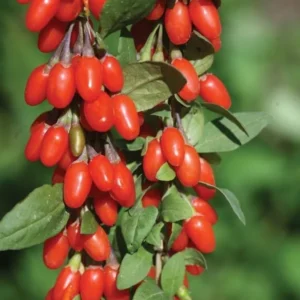 Wolfberry Plant, Red Goji Young Live Plant - 1'~2' Tall - Wolfberry Plant - Ready to Grow, green