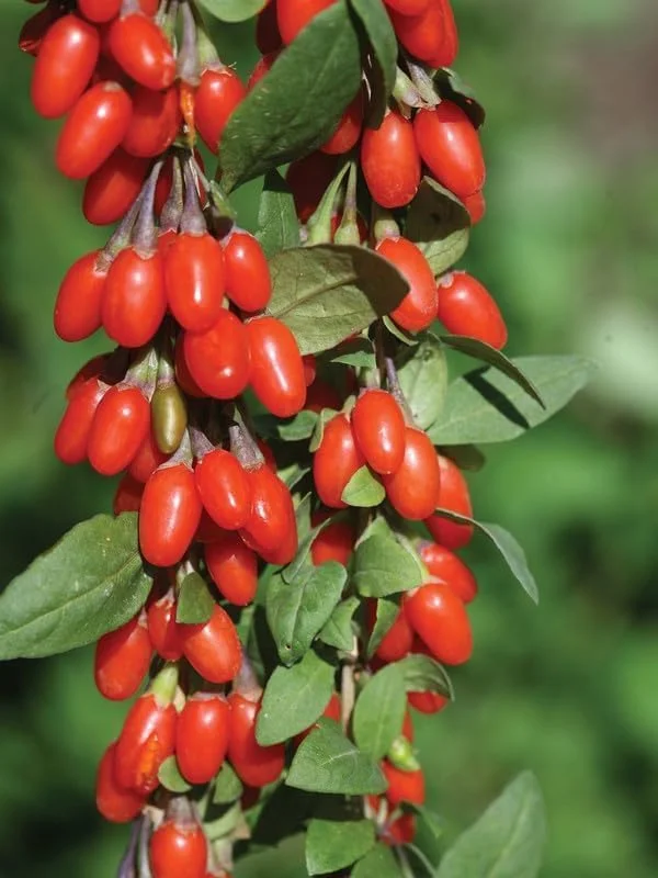 Wolfberry Plant, Red Goji Young Live Plant - 1'~2' Tall - Wolfberry Plant - Ready to Grow, green