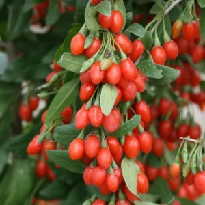 Wolfberry Plant, Red Goji Young Live Plant - 1'~2' Tall - Wolfberry Plant - Ready to Grow, green