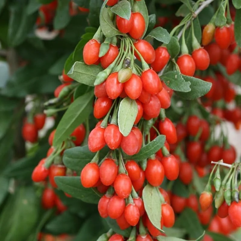 Wolfberry Plant, Red Goji Young Live Plant - 1'~2' Tall - Wolfberry Plant - Ready to Grow, green