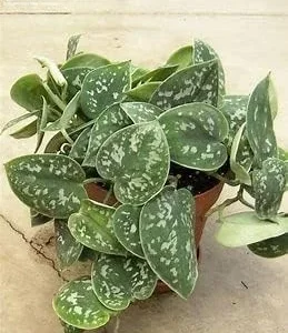 Stem Cuttings (Un-Rooted) of Silver Pothos Plants (Silver Splash Pothos, Silver Satin Pothos) - Easy to Root in Wateer - Beautiful Houseplants (1 Cutting)