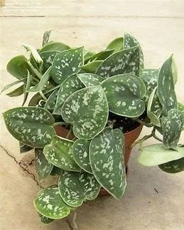 Stem Cuttings (Un-Rooted) of Silver Pothos Plants (Silver Splash Pothos, Silver Satin Pothos) - Easy to Root in Wateer - Beautiful Houseplants (1 Cutting)