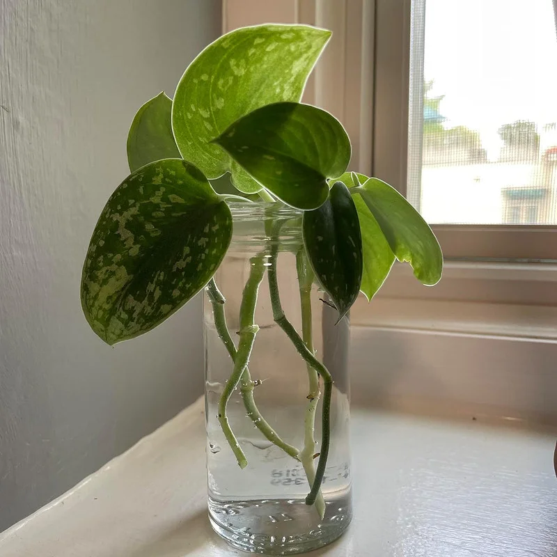 Stem Cuttings (Un-Rooted) of Silver Pothos Plants (Silver Splash Pothos, Silver Satin Pothos) - Easy to Root in Wateer - Beautiful Houseplants (1 Cutting)