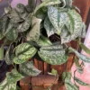 Stem Cuttings (Un-Rooted) of Silver Pothos Plants (Silver Splash Pothos, Silver Satin Pothos) - Easy to Root in Wateer - Beautiful Houseplants (1 Cutting)