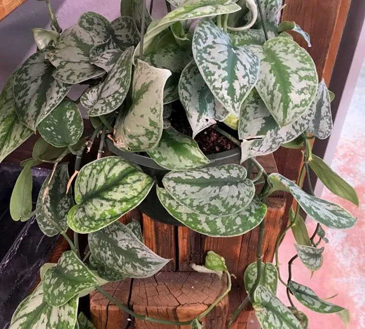 Stem Cuttings (Un-Rooted) of Silver Pothos Plants (Silver Splash Pothos, Silver Satin Pothos) - Easy to Root in Wateer - Beautiful Houseplants (1 Cutting)
