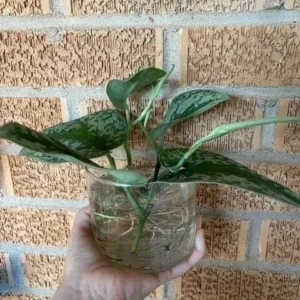 Stem Cuttings (Un-Rooted) of Silver Pothos Plants (Silver Splash Pothos, Silver Satin Pothos) - Easy to Root in Wateer - Beautiful Houseplants (1 Cutting)