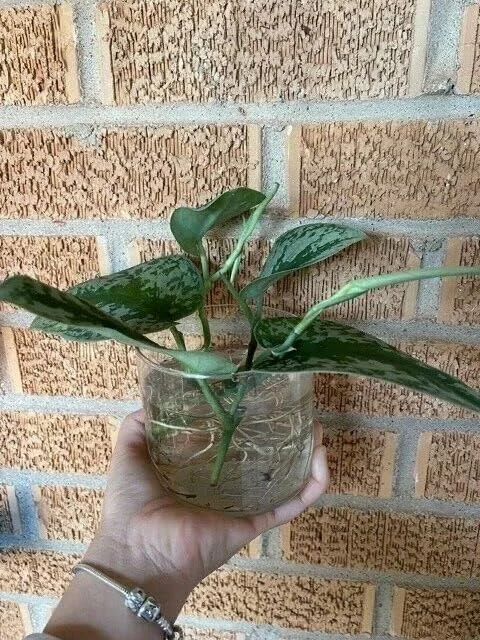 Stem Cuttings (Un-Rooted) of Silver Pothos Plants (Silver Splash Pothos, Silver Satin Pothos) - Easy to Root in Wateer - Beautiful Houseplants (1 Cutting)