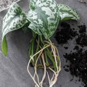 Stem Cuttings (Un-Rooted) of Silver Pothos Plants (Silver Splash Pothos, Silver Satin Pothos) - Easy to Root in Wateer - Beautiful Houseplants (1 Cutting)