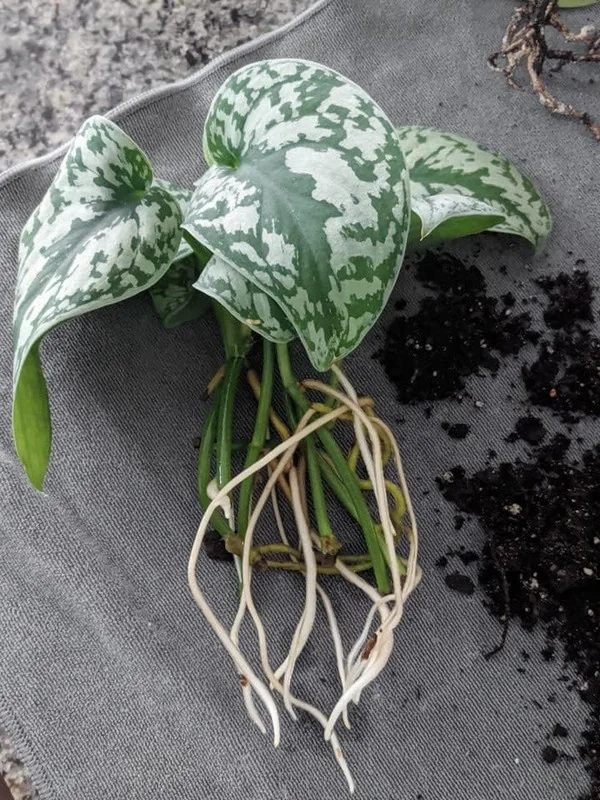 Stem Cuttings (Un-Rooted) of Silver Pothos Plants (Silver Splash Pothos, Silver Satin Pothos) - Easy to Root in Wateer - Beautiful Houseplants (1 Cutting)
