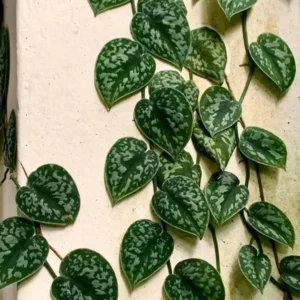 Stem Cuttings (Un-Rooted) of Silver Pothos Plants (Silver Splash Pothos, Silver Satin Pothos) - Easy to Root in Wateer - Beautiful Houseplants (1 Cutting)