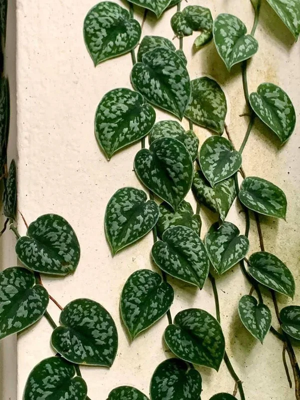 Stem Cuttings (Un-Rooted) of Silver Pothos Plants (Silver Splash Pothos, Silver Satin Pothos) - Easy to Root in Wateer - Beautiful Houseplants (1 Cutting)