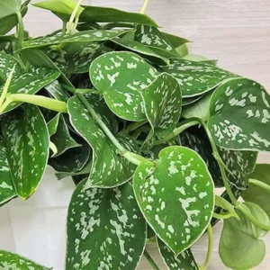 Stem Cuttings (Un-Rooted) of Silver Pothos Plants (Silver Splash Pothos, Silver Satin Pothos) - Easy to Root in Wateer - Beautiful Houseplants (1 Cutting)