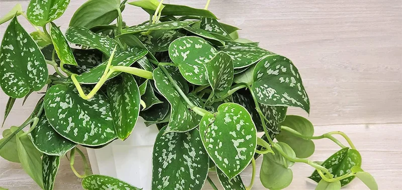 Stem Cuttings (Un-Rooted) of Silver Pothos Plants (Silver Splash Pothos, Silver Satin Pothos) - Easy to Root in Wateer - Beautiful Houseplants (1 Cutting)