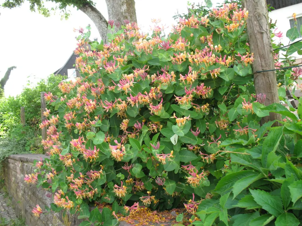 Goldflame Honeysuckle vines outdoor