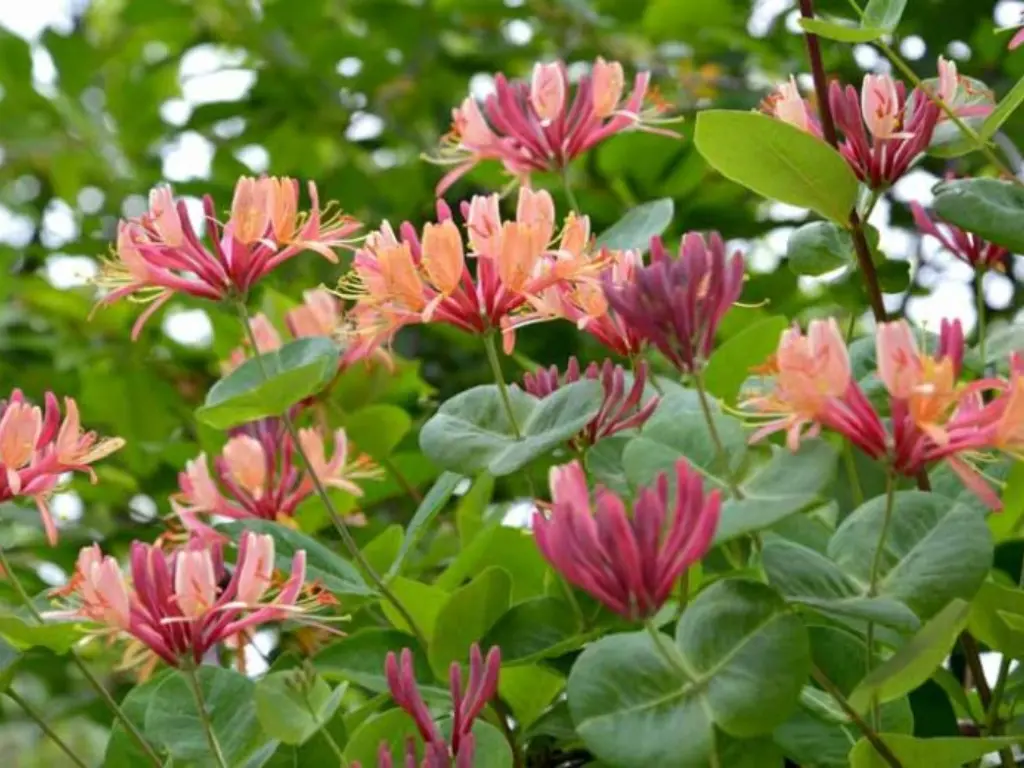 Goldflame honeysuckle stunning orange-red tubular flowers, often blending into a golden yellow hue