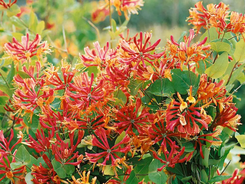 Goldflame Honeysuckle vine