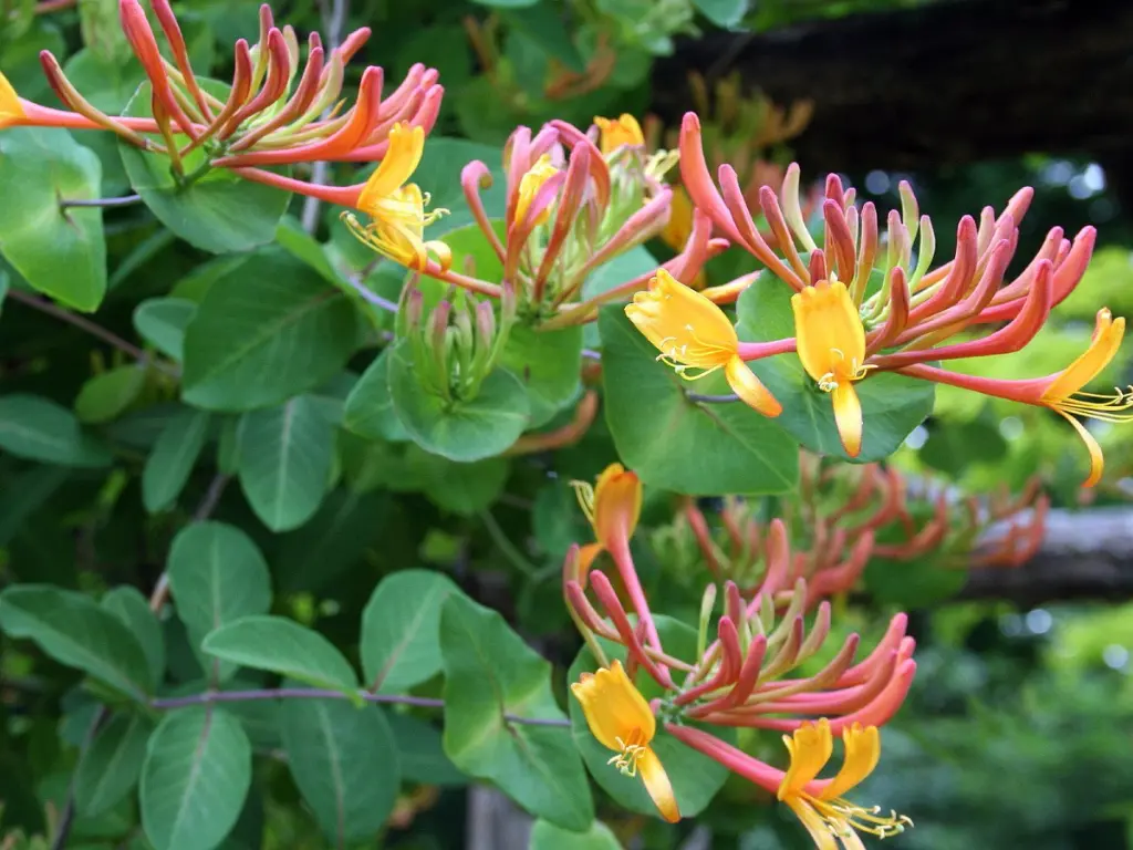 Goldflame Honeysuckle