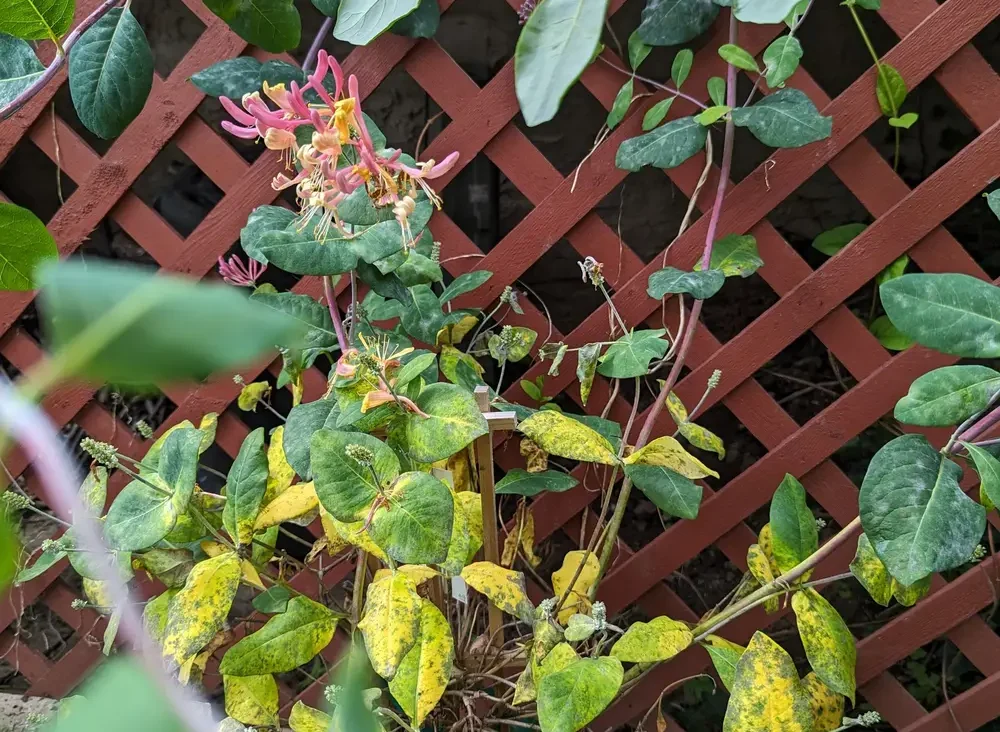 yellow goldflame honeysuckle leaves