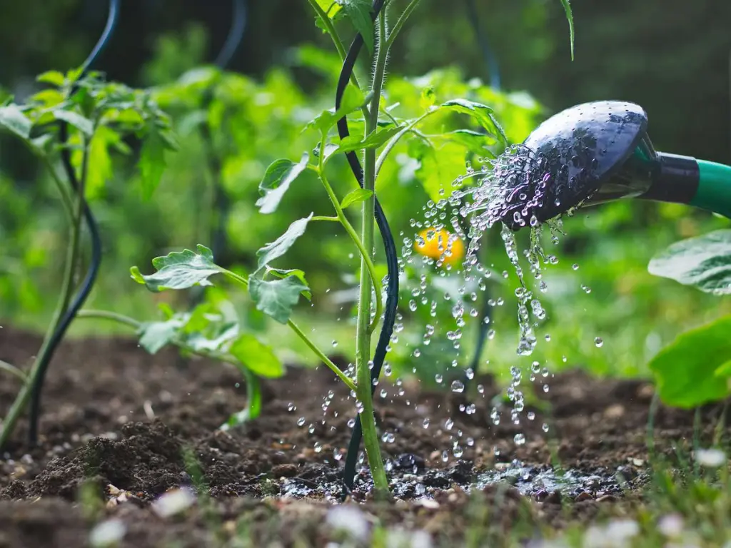 watering San Marzano tomatoes
