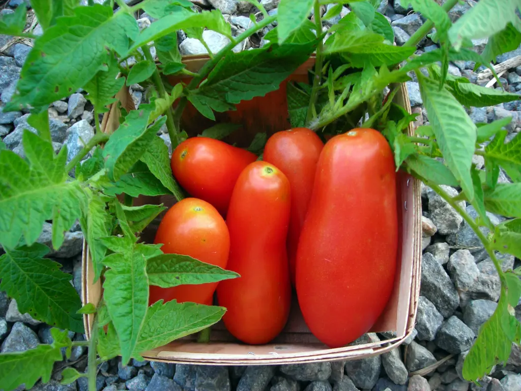red San Marzano tomatoes in box