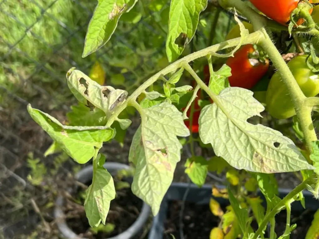 San Marzano tomato plant with yellowing leaves, indicating a possible nutrient issue.