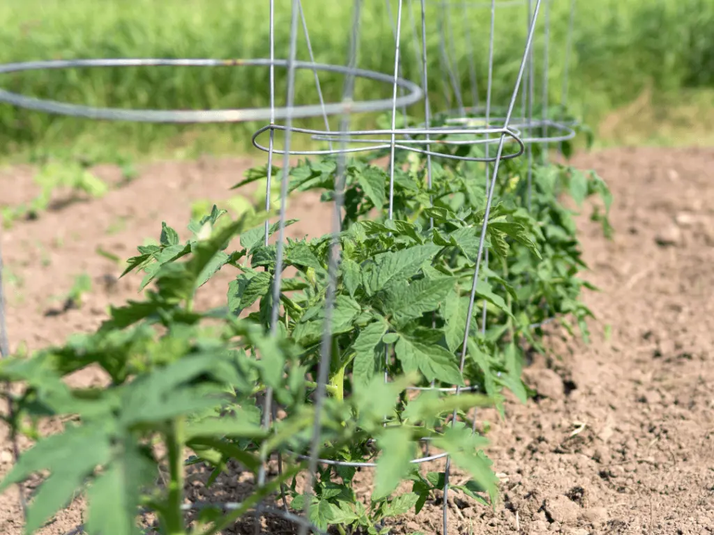 growing San Marzano tomatoes