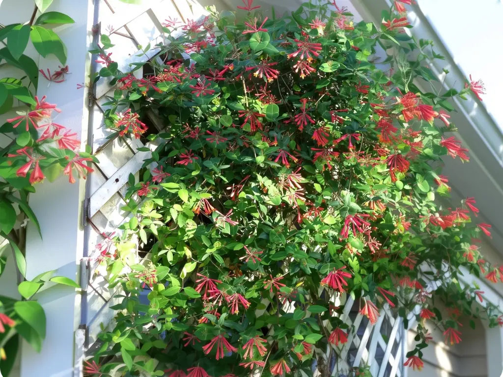 Coral Honeysuckle vines