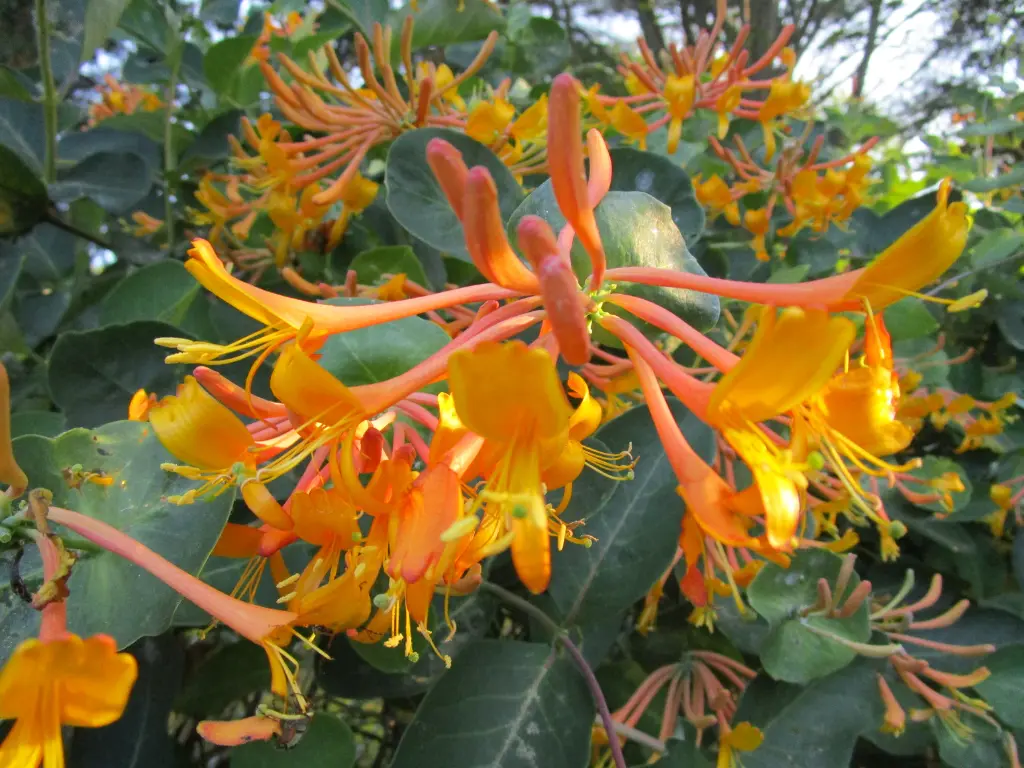 honeysuckle variety