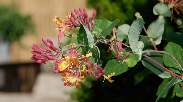 Caring-for-Honeysuckle-Vine