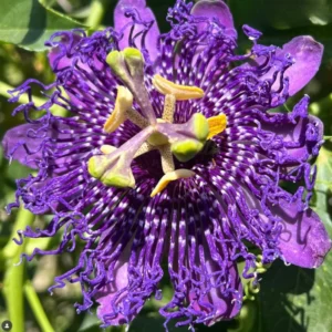 Passion Flower Plants Live - Climbing Vine - Garden Trellis & Fence