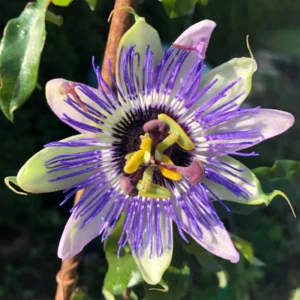 Passion Flower Plants Live - Climbing Vine - Garden Trellis & Fence