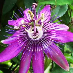 Passion Flower Plants Live - Climbing Vine - Garden Trellis & Fence