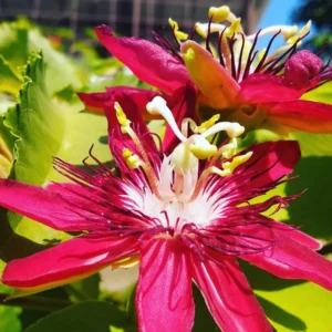 Passion Flower Plants Live - Climbing Vine - Garden Trellis & Fence