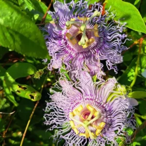 Passion Flower Plants Live - Climbing Vine - Garden Trellis & Fence