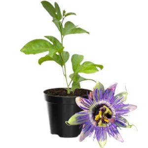Passion Flower Plant Live Vine - 5-8 Inch Starter Plant for Trellis