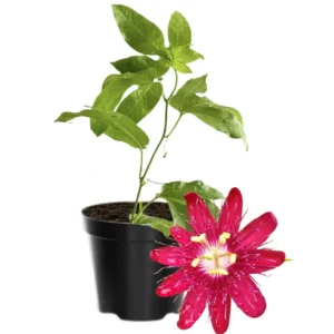 Passion Flower Plant Live Vine - 5-8 Inch Starter Plant for Trellis