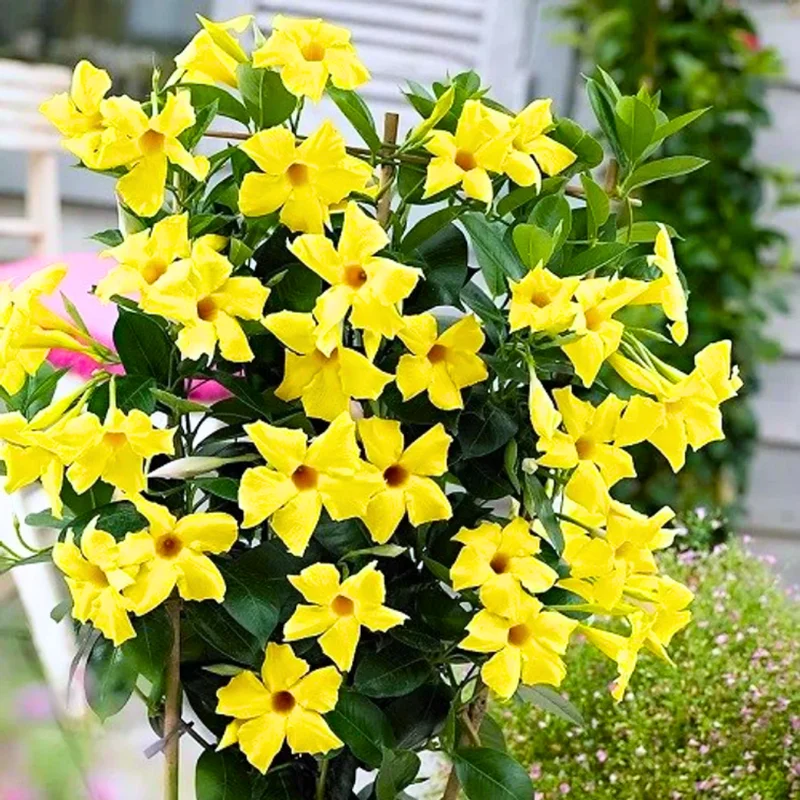 Flowering Mandevilla Plants - Two Live Vines for Trellises and Gardens
