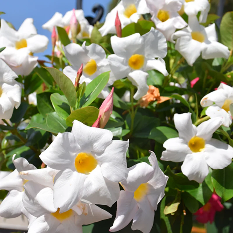 Flowering Mandevilla Plants - Two Live Vines for Trellises and Gardens