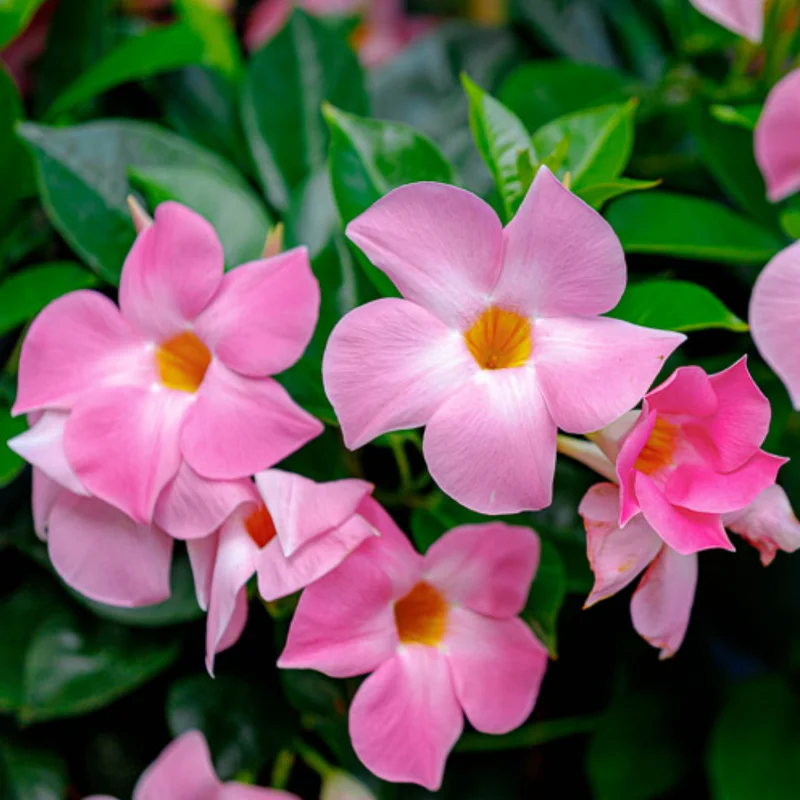 Flowering Mandevilla Plants - Two Live Vines for Trellises and Gardens